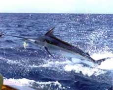 marlin