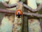 una coccinella