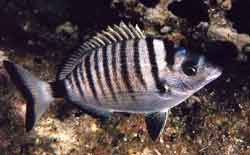 sarago
