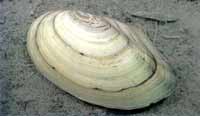 tellina